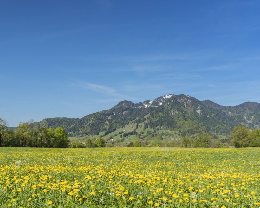 Brauneck mit Blumenwiese im Vordergrund.