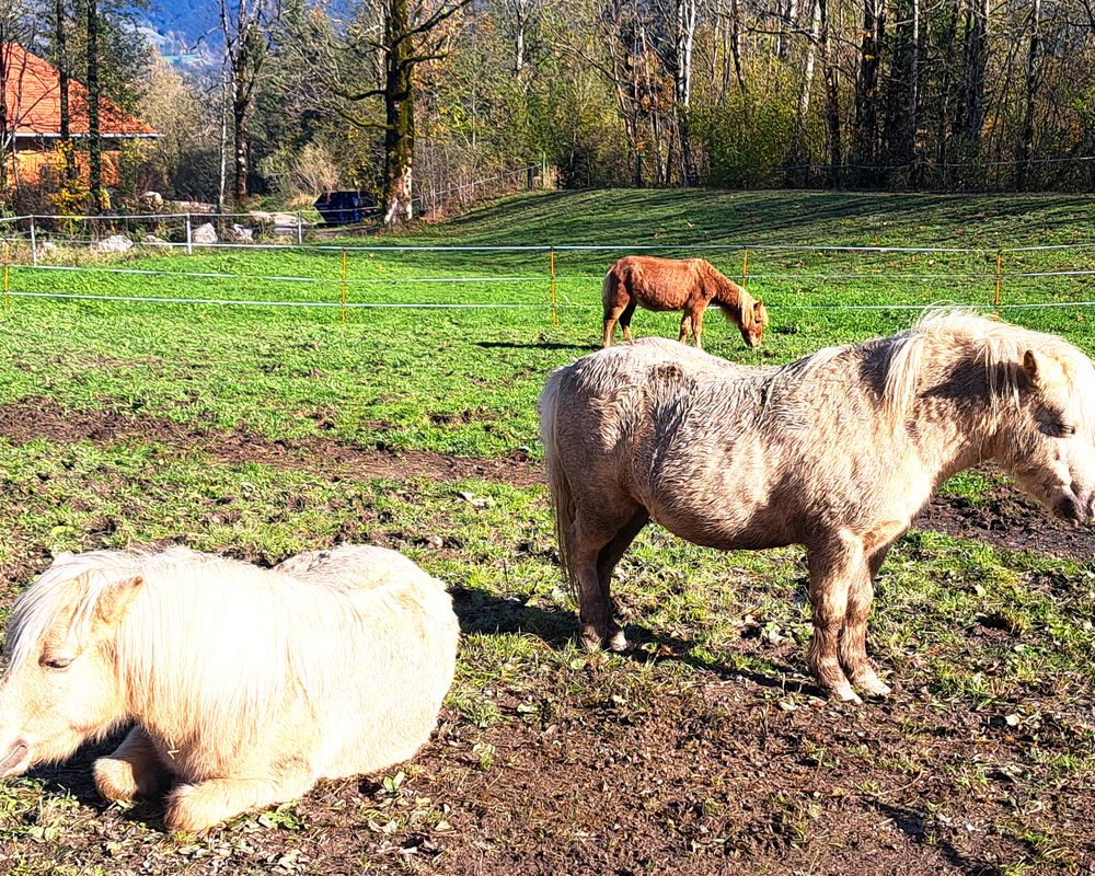 Ponys auf Wiese