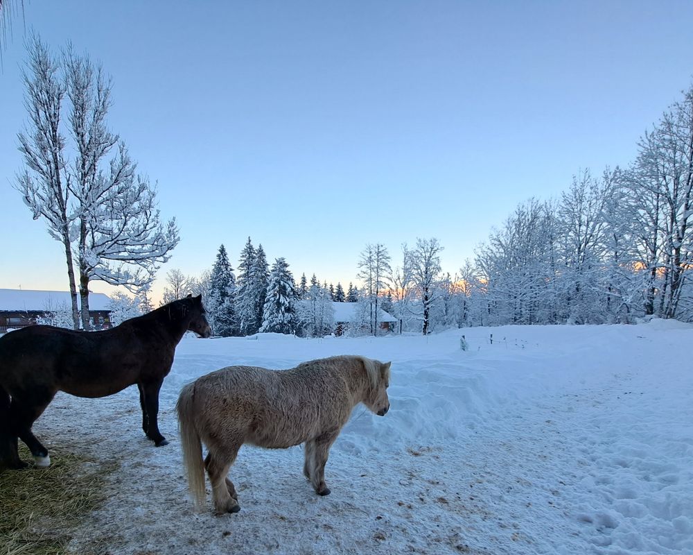 Mein Leben ist ein Ponyhof - Ponyhof in Lenggries