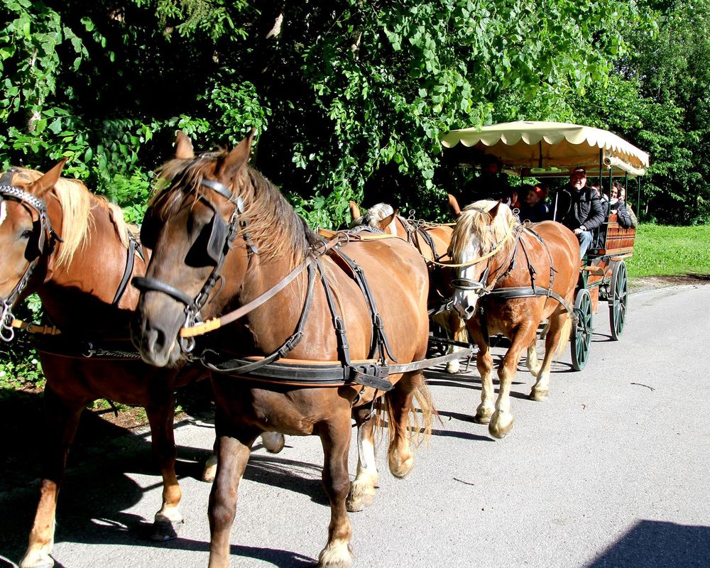 Pferdekutsche im Sommer