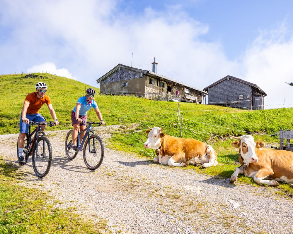 Radfahrer mit Alm und Kühen